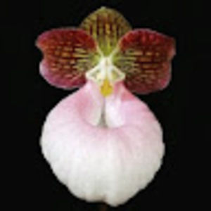 Meet your Posher, Janis